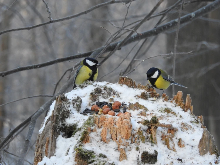 Парк Кирова в Ижевске. Visitudmurtia.org