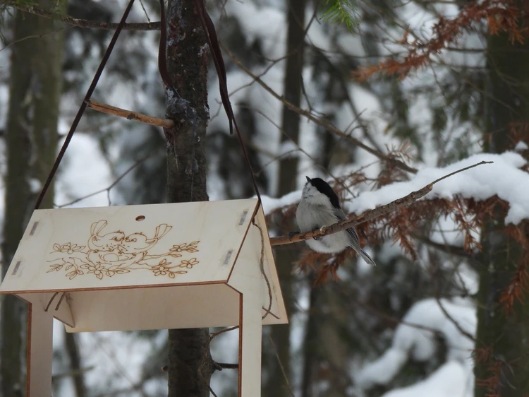 Какие птицы бывают в Ижевске? Visitudmurtia.org