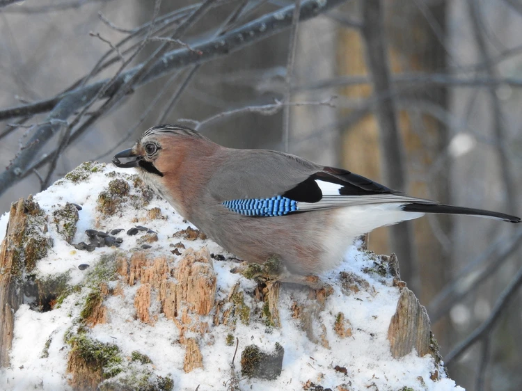 Какие птицы бывают в Ижевске? Visitudmuria.org