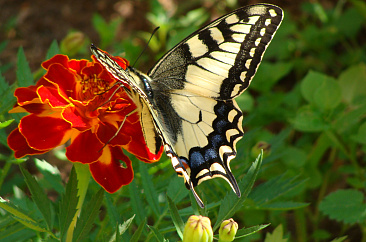 Государственный природный ботанический заказник «Андреевский сосновый бор»