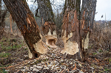 Государственный природный комплексный заказник Пестеринский