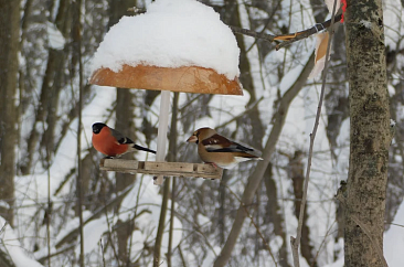 Пернатые друзья: Какие птицы живут в Ижевске кроме голубей, синиц и воробьев?