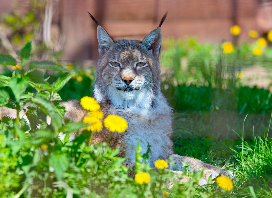 Ночь в зоопарке-2026