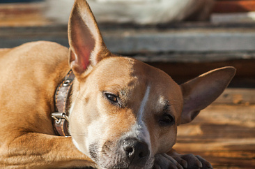Необходимые условия для путешествий с питомцем