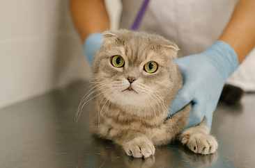 Приезжайте в ветеринарные клиники, чтобы вернуть здоровье питомцу